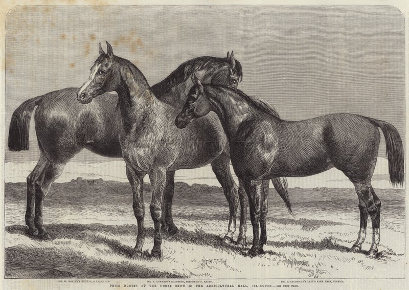 Prishästar på Horse Show i Agricultural Hall, Islington av Harrison William Weir