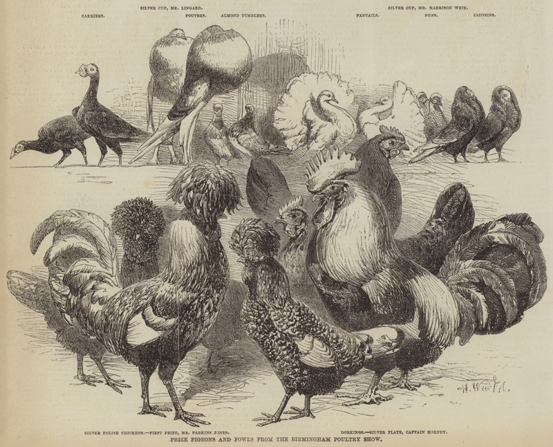 Prisduvor och höns från Birmingham Poultry Show av Harrison William Weir