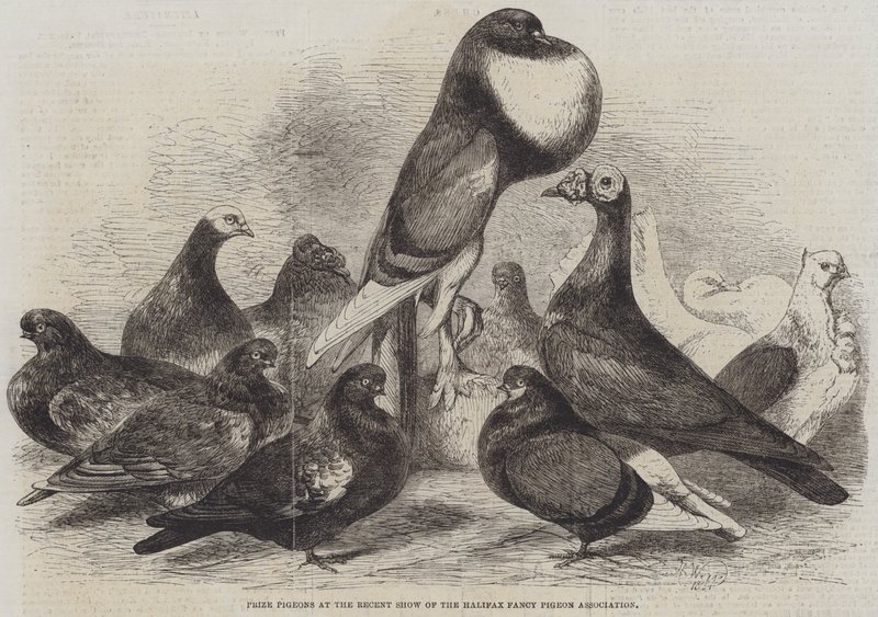 Prisduvor vid Halifax Fancy Pigeon Association