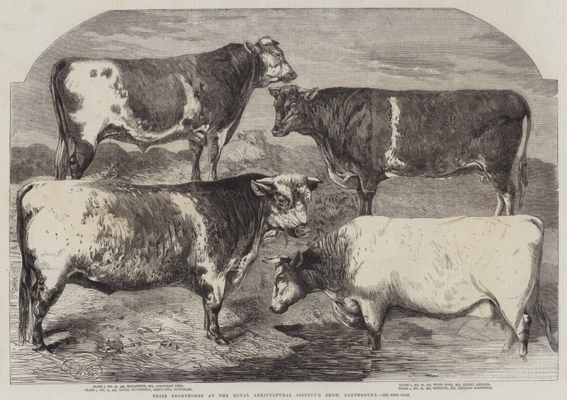 Prize Shorthorns på Royal Agricultural Society