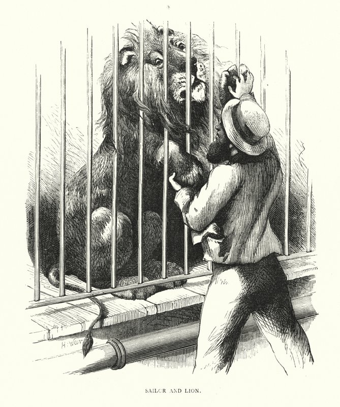 Sjöman och lejon (gravyr) av Harrison William Weir