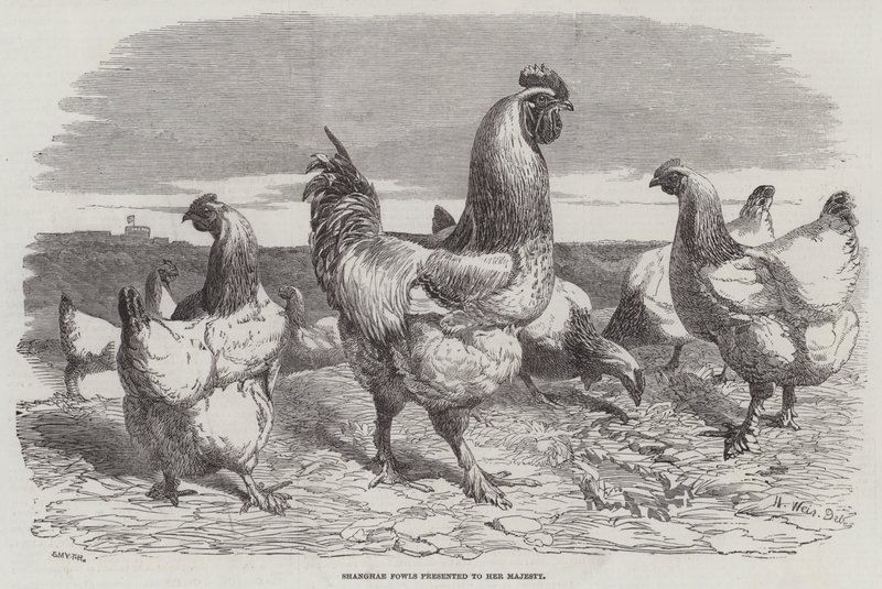 Shanghae Fowls presenteras för Hennes Majestät av Harrison William Weir