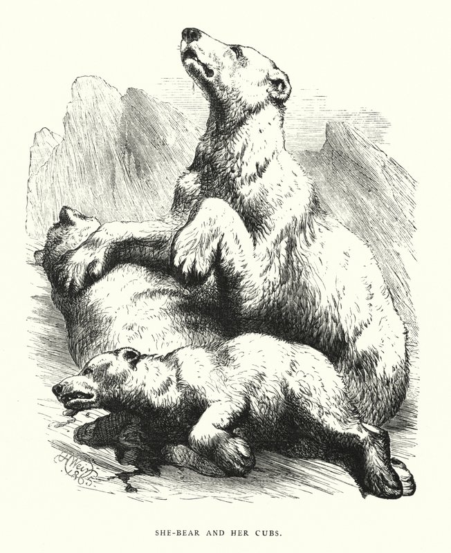 Hon-björn och hennes ungar (gravyr) av Harrison William Weir