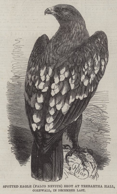 Spotted Eagle (Falco Nevius) fotograferad vid Trebartha Hall, Cornwall, i december förra året. av Harrison William Weir