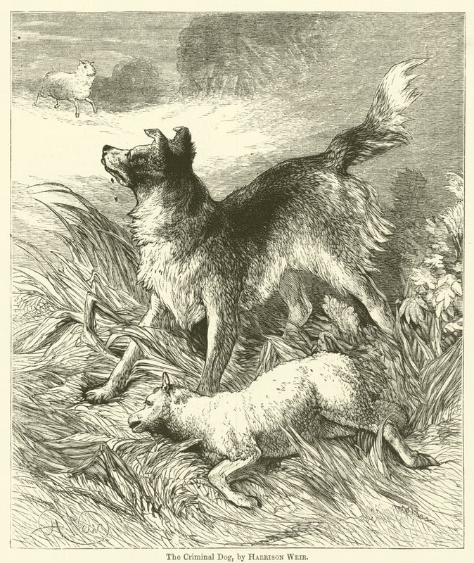 Den kriminella hunden av Harrison William Weir