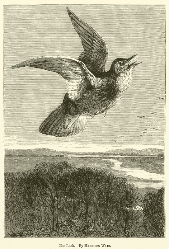 Lärkan av Harrison William Weir