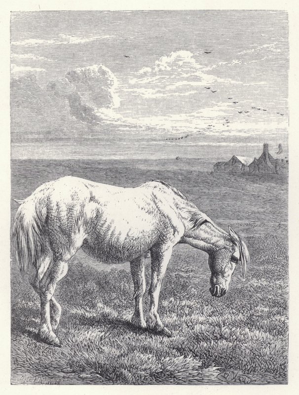 Den gamla hästen (gravyr) av Harrison William Weir