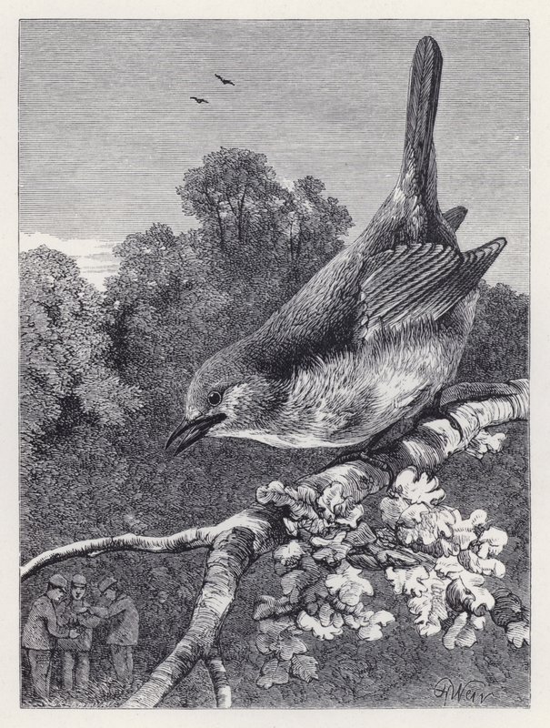 Robin tittar på pojkarna med boet (gravyr) av Harrison William Weir