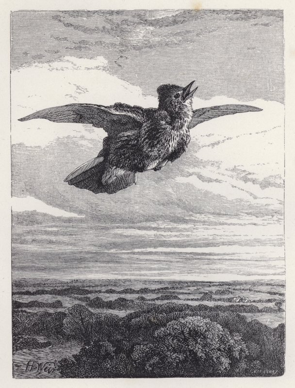 Lärkans sång (gravyr) av Harrison William Weir
