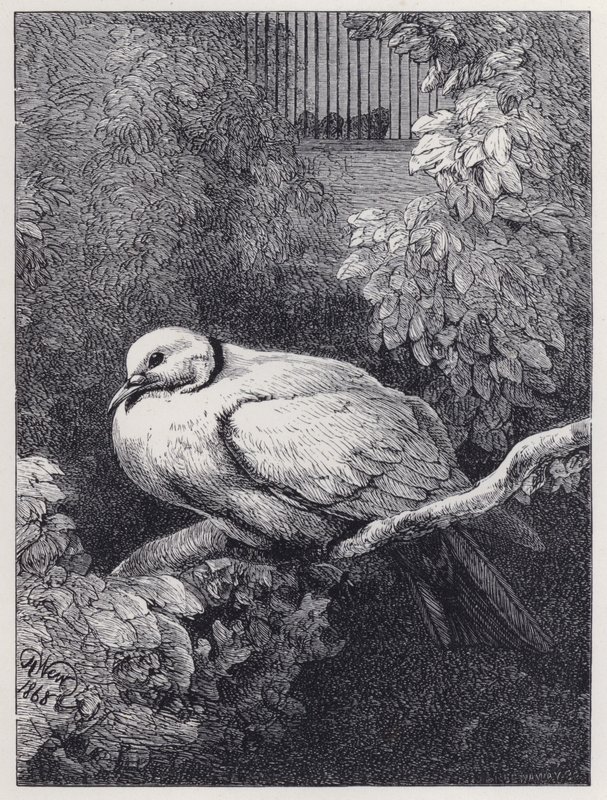 Den olyckliga duvan (gravyr) av Harrison William Weir