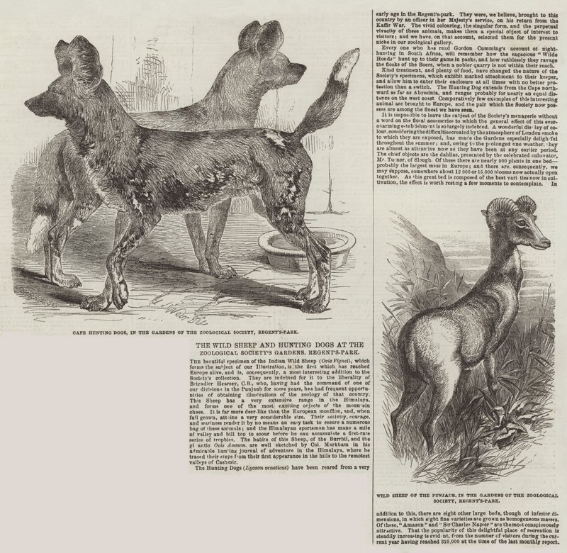 Vilda får och jakthundar i Zoological Society