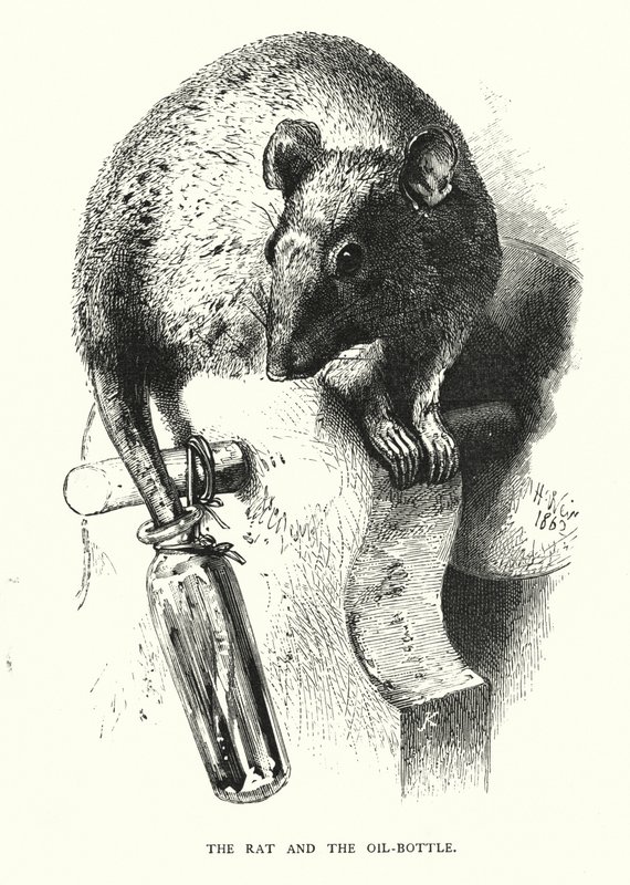 Råttan och oljeflaskan (gravyr) av Harrison William Weir
