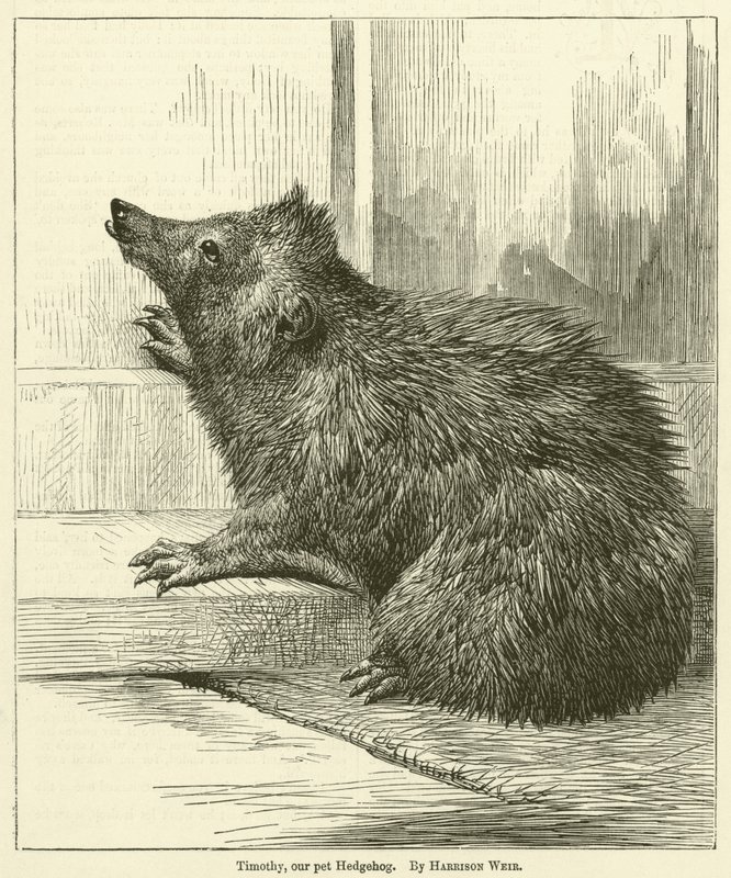 Timothy, vårt husdjur Hedgehog av Harrison William Weir
