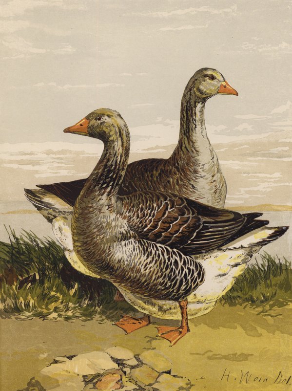 Toulouse gäss (chromolitho) av Harrison William Weir