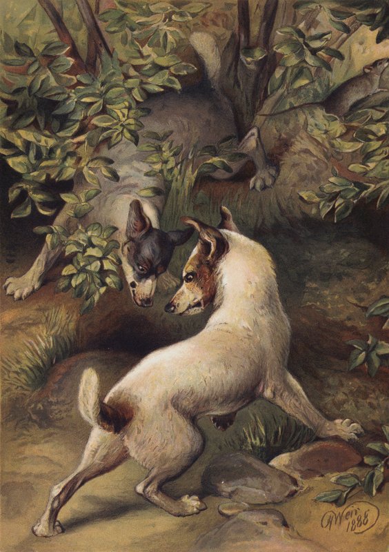 Två hundar som försöker nå en vattenpöl för att dricka (chromolitho) av Harrison William Weir
