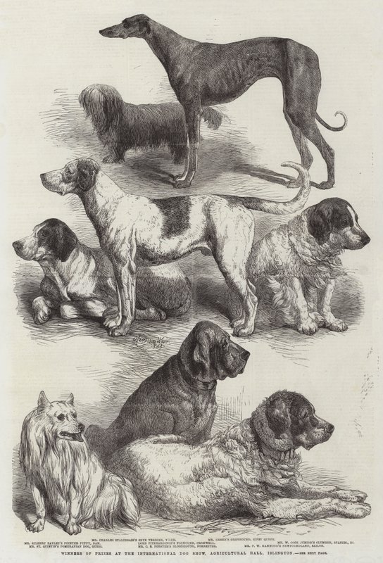 Vinnare av priser på International Dog Show, Agricultural Hall, Islington av Harrison William Weir