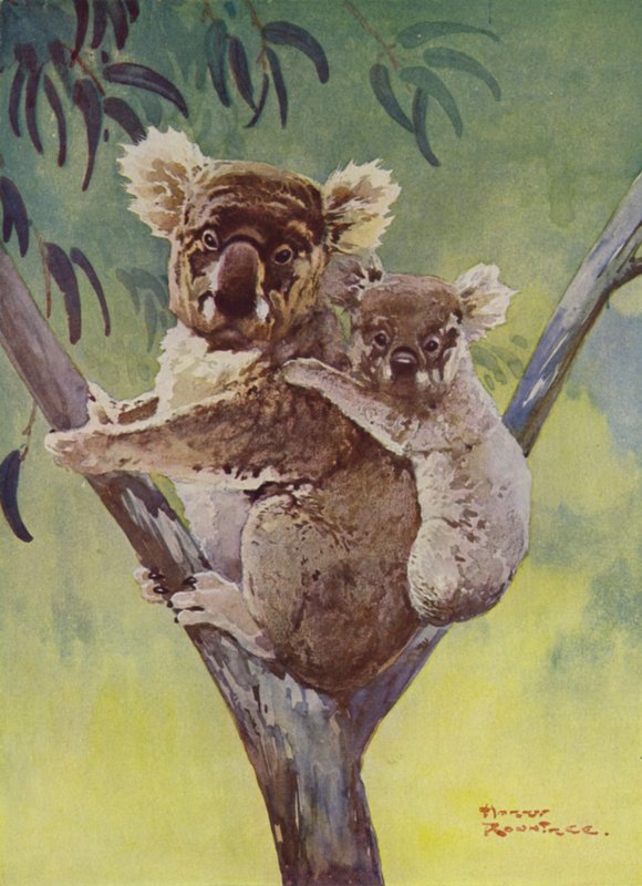 Koalabjörn och joey i ett eukalyptusträd, Australien (färg litho) av Harry Rountree