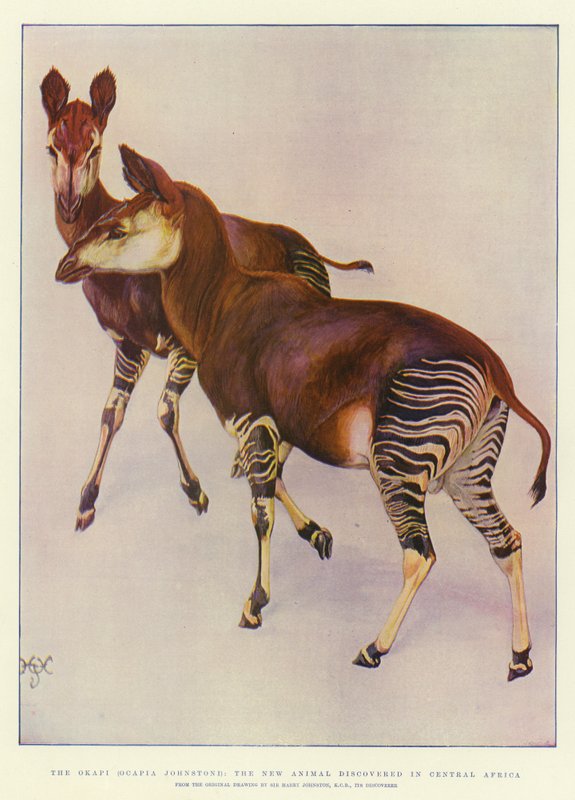 Okapi (Ocapia Johnstoni), det nya djuret som upptäckts i Centralafrika av Harry Hamilton Johnston