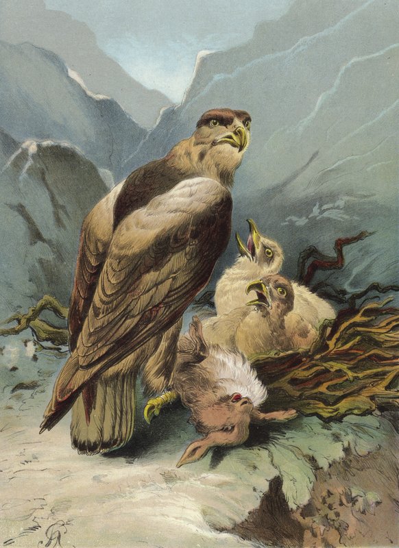 Örn och dess ungar (chromolitho) av Hector Giacomelli