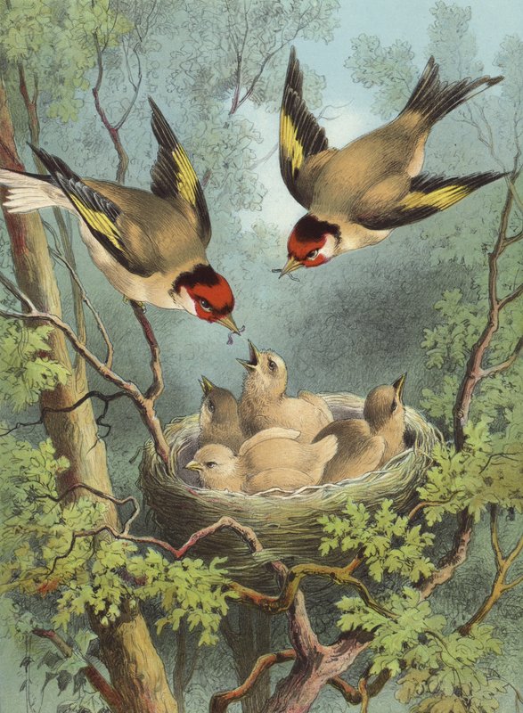 Goldfinch, matar sina ungar (chromolitho) av Hector Giacomelli