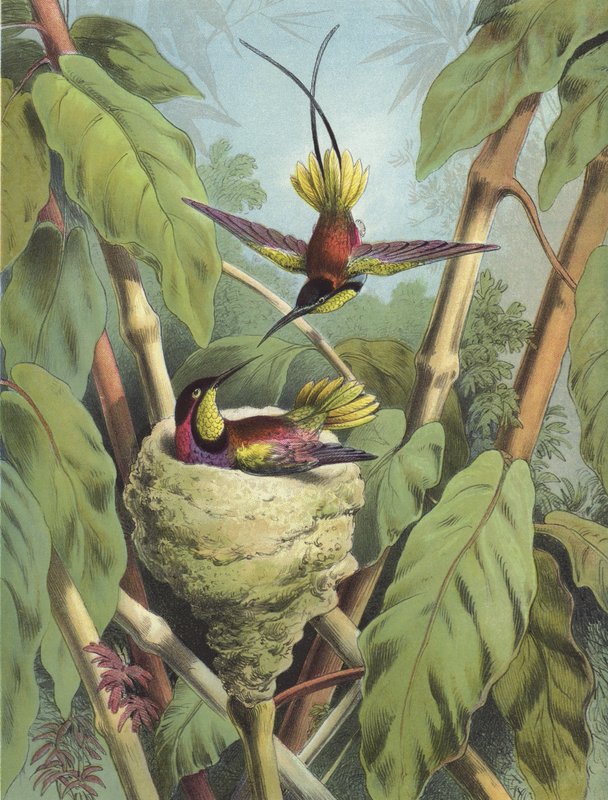 Hummingbird (chromolitho) av Hector Giacomelli