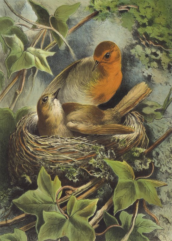 Robin och dess bo (chromolitho) av Hector Giacomelli
