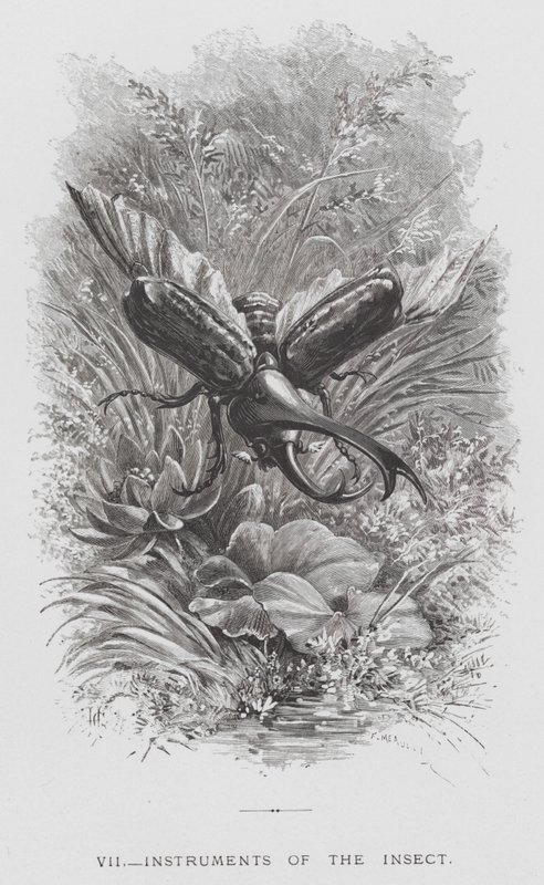 Insekten: Insektens instrument (gravyr) av Hector Giacomelli