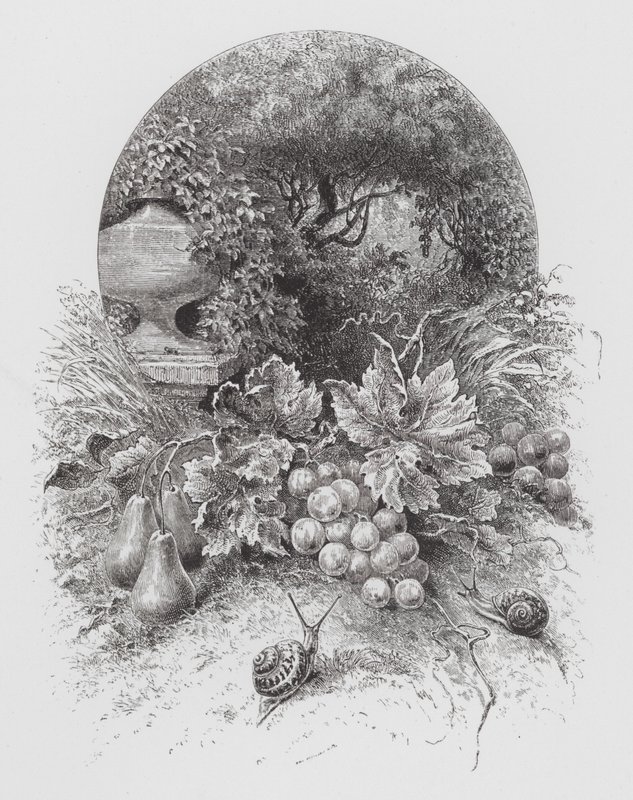 Insekten: Sniglar (gravyr) av Hector Giacomelli