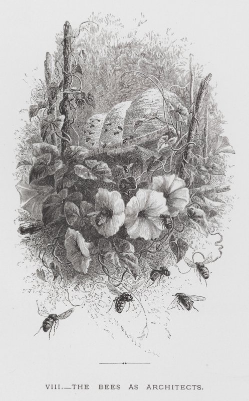 Insekten: bina som arkitekter (gravyr) av Hector Giacomelli