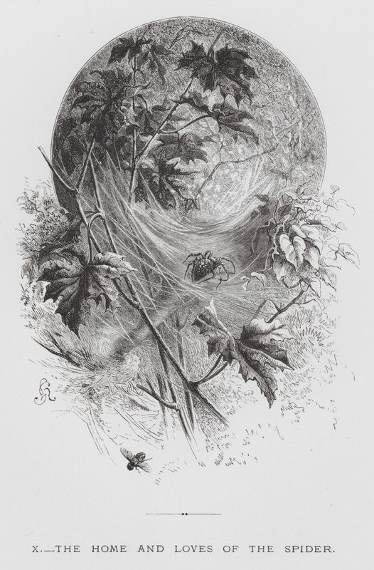 The Insect: The Home and Loves of the Spider (gravyr) av Hector Giacomelli