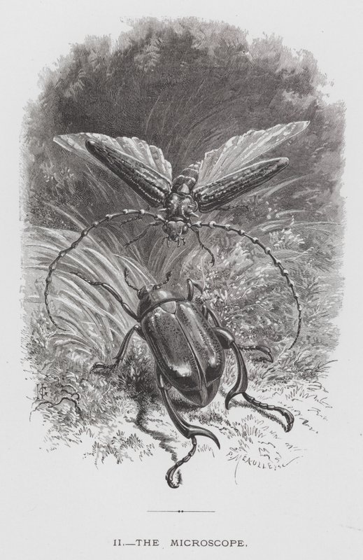Insekten: Mikroskopet (gravyr) av Hector Giacomelli