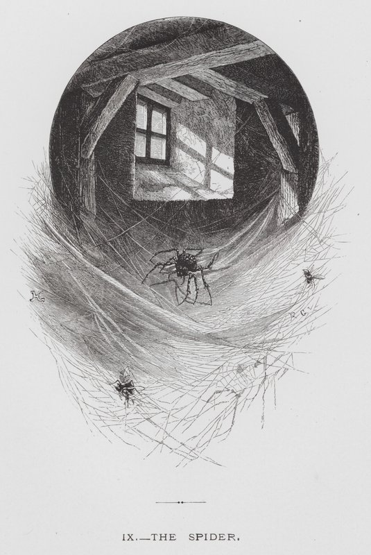 Insekten: Spindeln (gravyr) av Hector Giacomelli