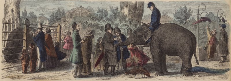I en zoologisk trädgård i Tyskland (färgad gravyr) av Heinrich Leutemann