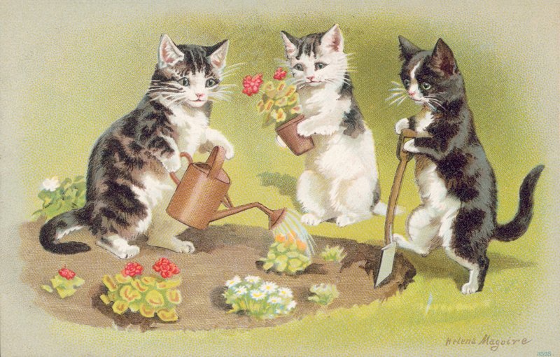Vykort med katt (färglitografi) av Helena J. Maguire