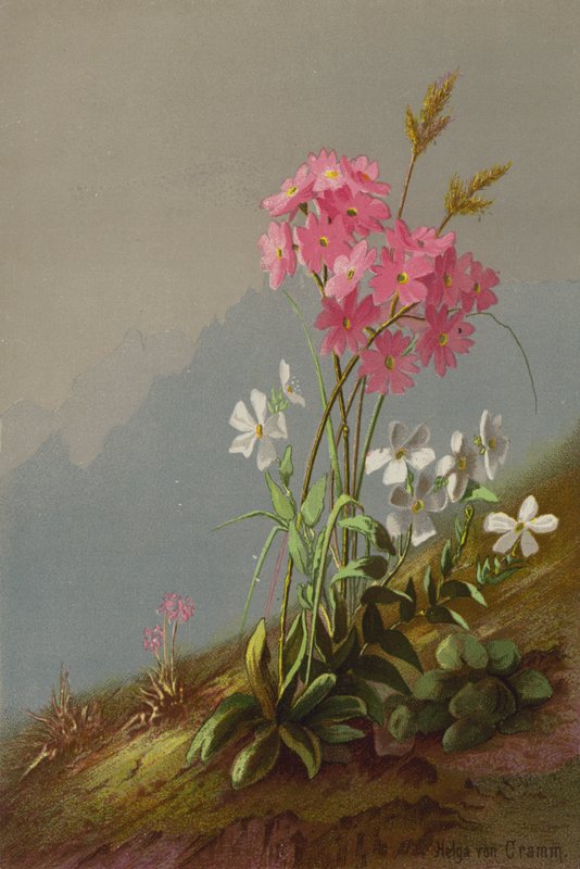 Bergsblommor av Helga von Cramm