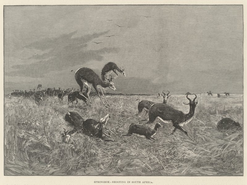 Springboksskytte i Sydafrika av Henry Charles Seppings Wright