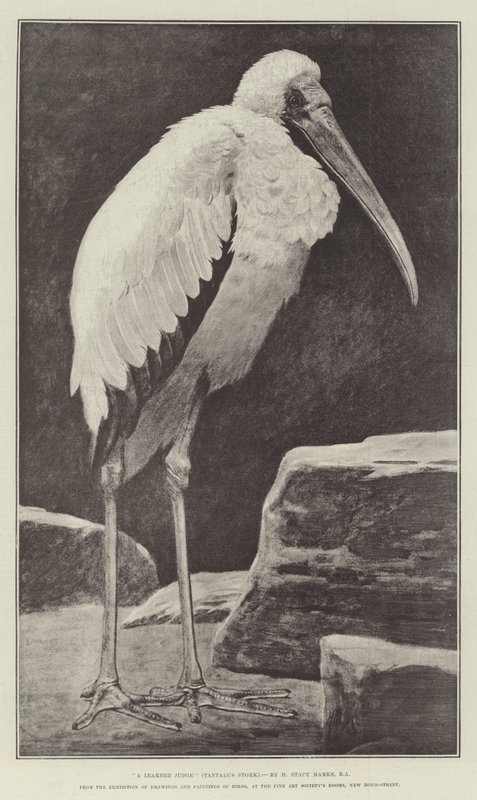En lärd domare (Tantalus Stork), från utställningen av teckningar och målningar av fåglar, i Fine Art Society