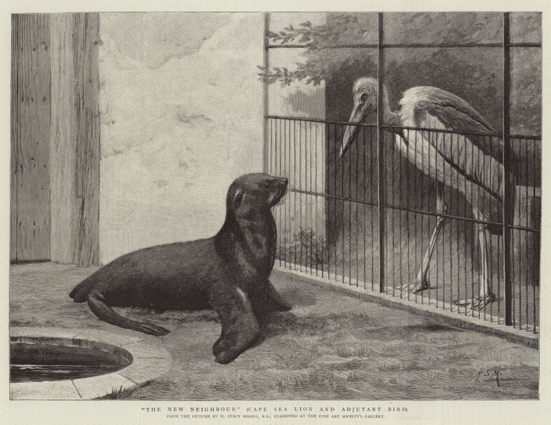 The New Neighbour, Cape Sea Lion och Adjutant Bird av Henry Stacey Marks