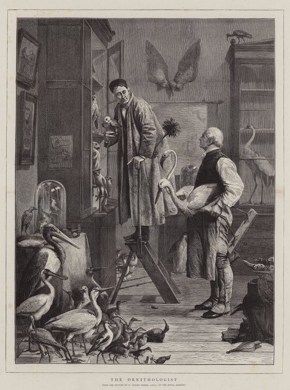 Ornitologen av Henry Stacey Marks