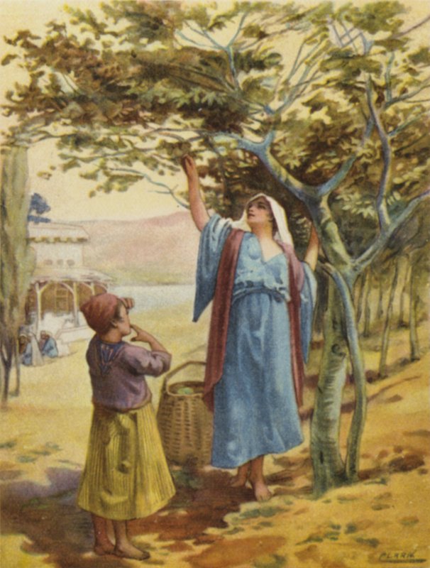 Samla fikon (färg litho) av Henry Andrew Harper