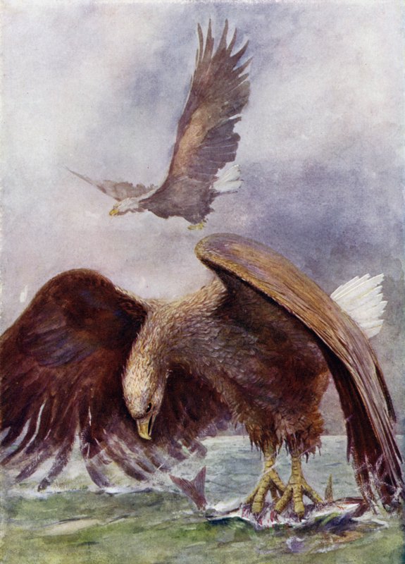 Ett havsörnfiske av Henry Charles Seppings Wright