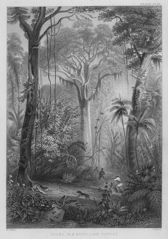Scen i en brasiliansk skog (färgad gravyr) av Henry George (after) Hine