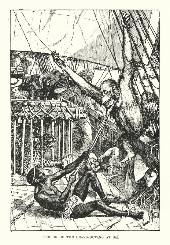 Orang-outangens skräck vid Sai (gravyr) av Henry Justice Ford