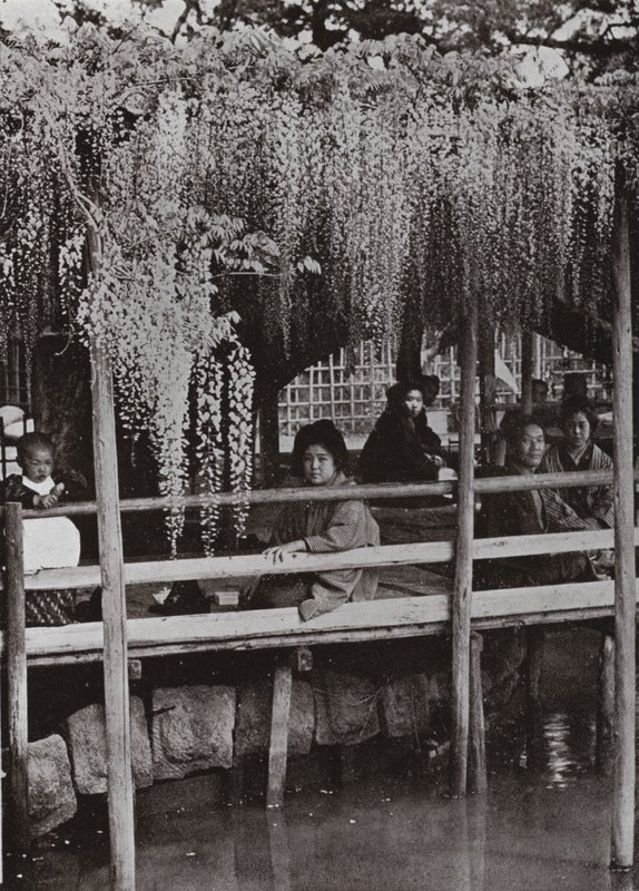 En Wistaria berså vid Kameido (s/v foto) av Herbert Ponting