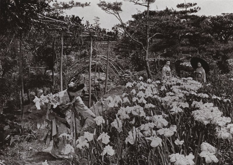 På Iris Garden på Hori-kiri (s/v foto) av Herbert Ponting