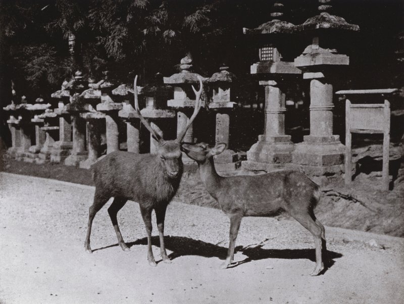 Deer, a Study at Nara (s/v foto) av Herbert Ponting
