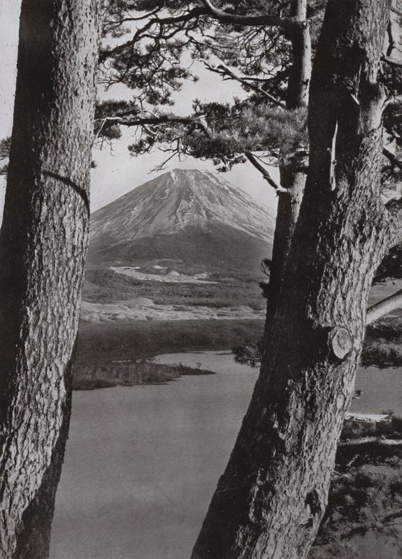Fuji and the Pine Trees (s/v foto) av Herbert Ponting