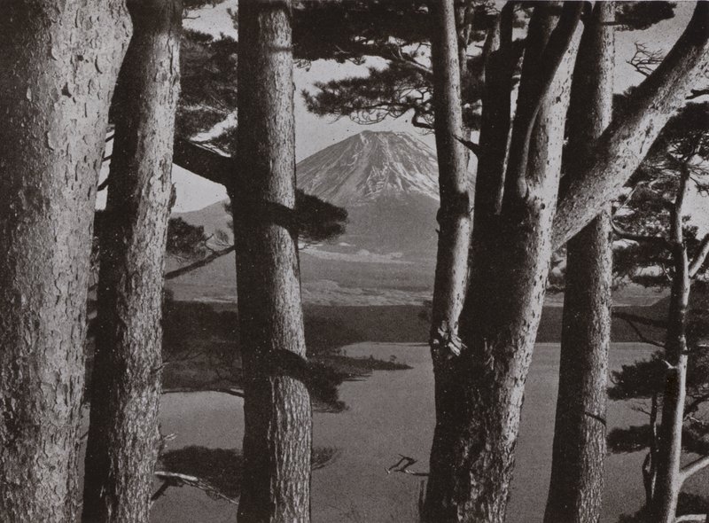 Fuji genom tallarna (s/v foto) av Herbert Ponting