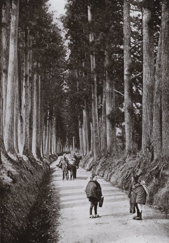 Cryptomerias Avenue på Nikko (s/v foto) av Herbert Ponting