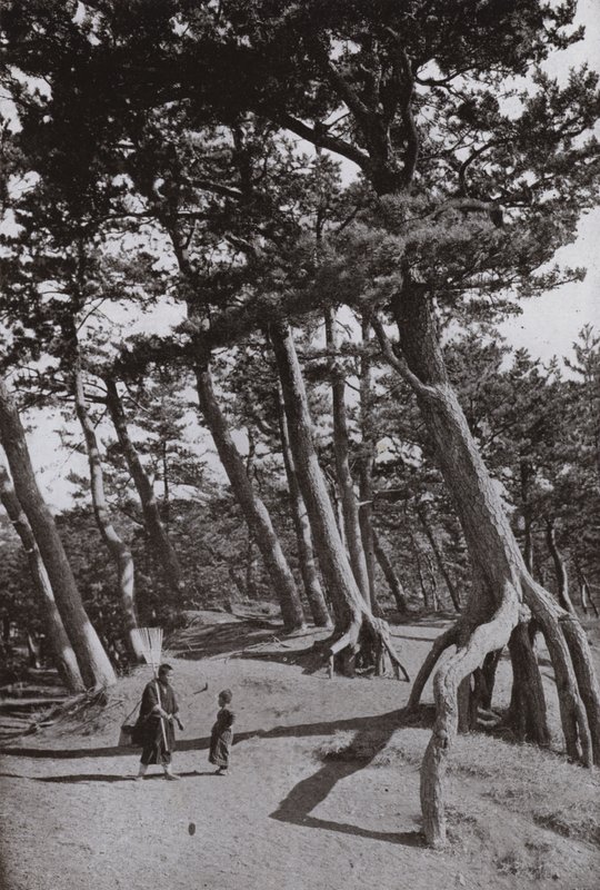 The Pines of Shizu-ura (s/v foto) av Herbert Ponting